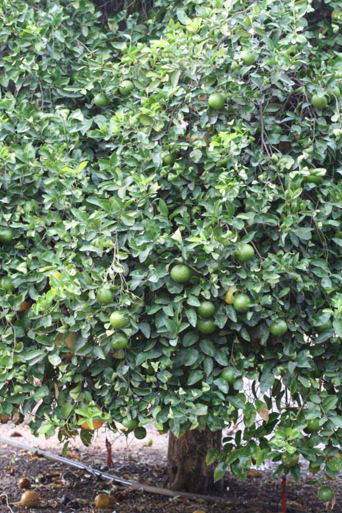            Habit (Riverside, CA)   